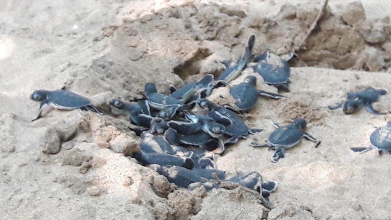 Leatherback Beach Villa Ahungalla Eksteriør billede