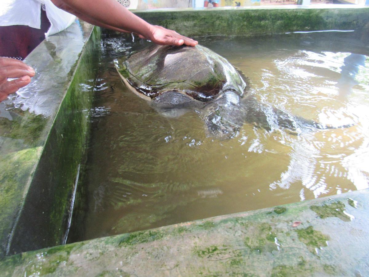 Leatherback Beach Villa Ahungalla Eksteriør billede