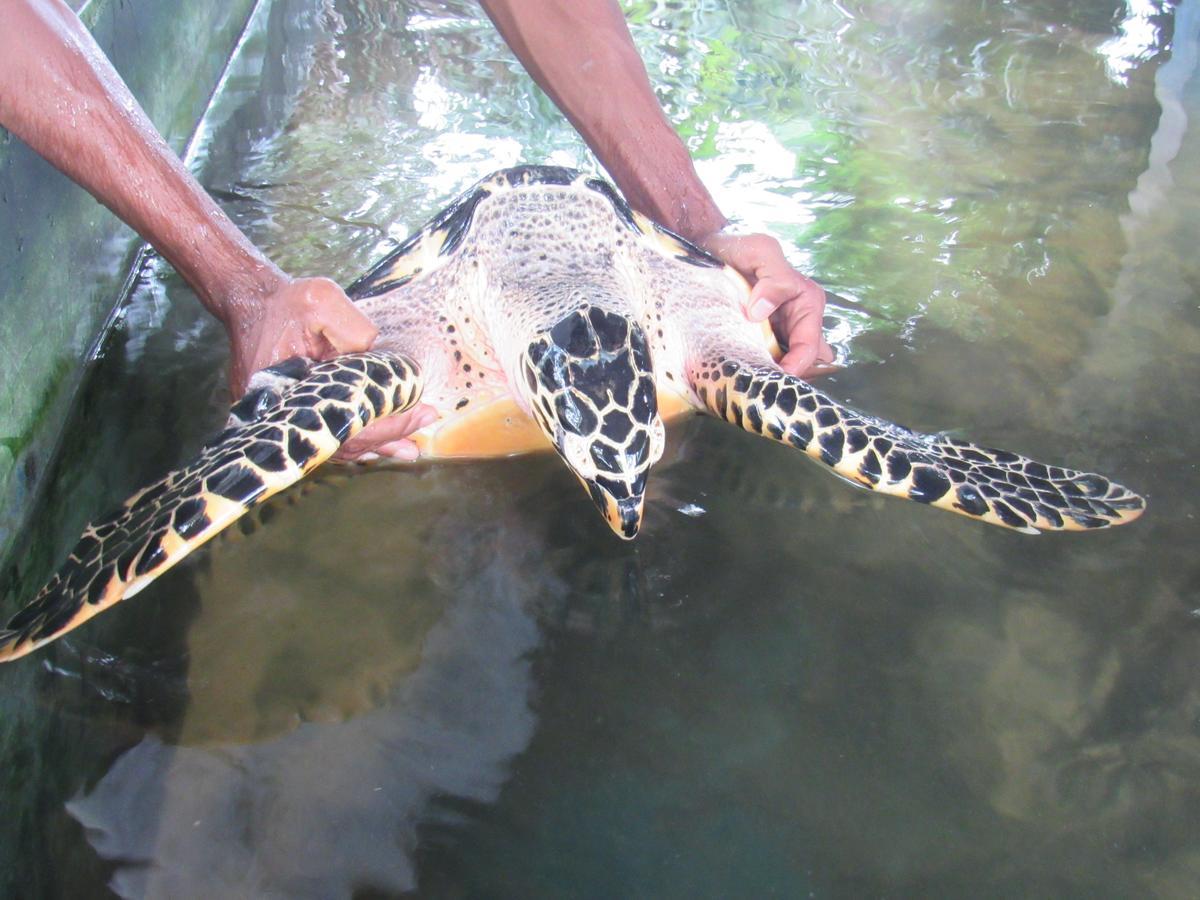 Leatherback Beach Villa Ahungalla Eksteriør billede